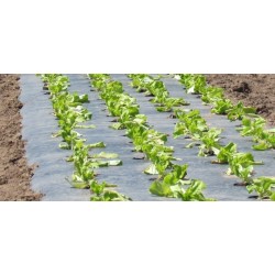 Film de paillage perforé pour salade*