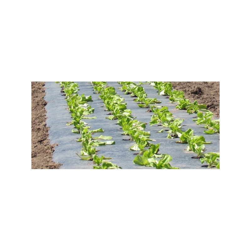 Film de paillage perforé pour salade*