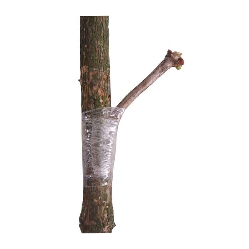 Cellogreff