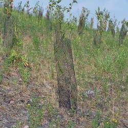 Manchon de dissuasion en rouleau