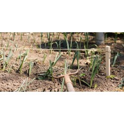 Cordeau et Piquets en Frêne + ficelle Bio