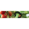 Clips Tomate