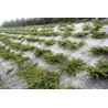 Paillage 75% chanvre 25% laine