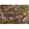 Paillage biodégradable et compostable -PLA