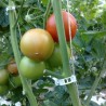 Ficelle à tomates biodégradable PLA