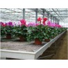 *Nappe d'irrigation - 400gr - 50m