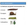 Abri pour Hérissons