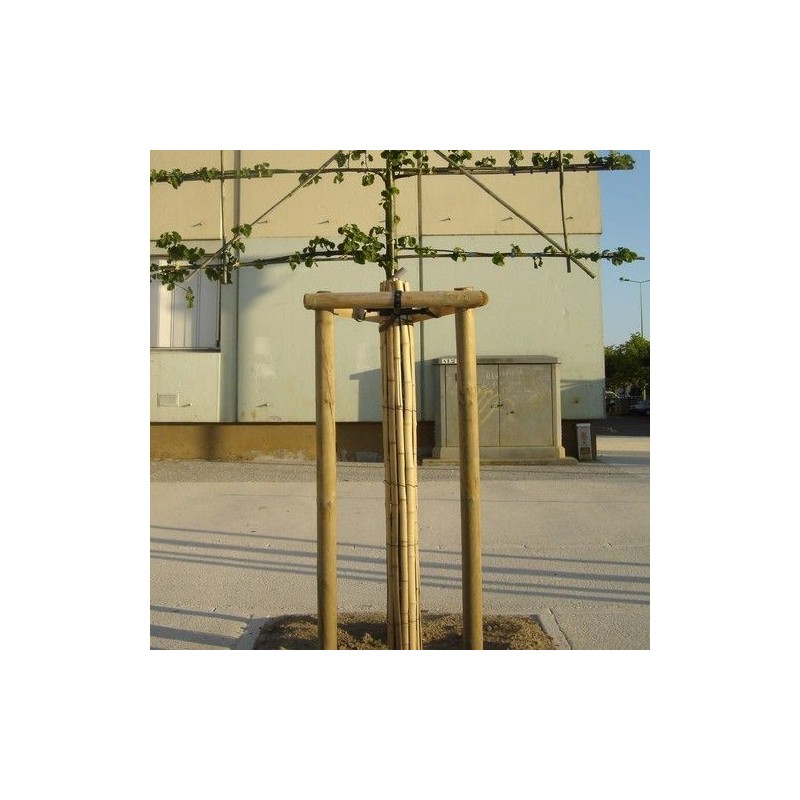 Natte de bambou fendus 2x5m*