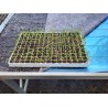 Nappe chauffante horticole