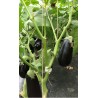 Ficelle de Tuteurage Compostable