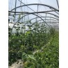 Ficelle de Tuteurage Compostable