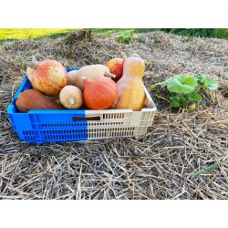 Lot  de 4 caisses de récolte