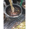 Tuyau goutteur spécial pépinière PORITEX (vendus par 10)