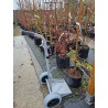 Diable étroit pour pots et containers *