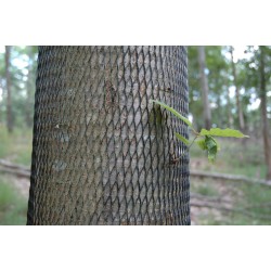 50 manchons ouverts Cervipro / Balivocerf
