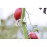 Clips Tomate