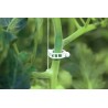 Clips Tomate