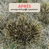 Griffe à graminées