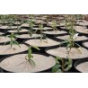 Collerettes anti-herbe