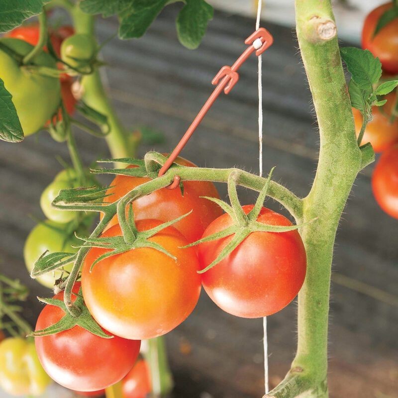 Lot de 100 crochets à tomates