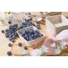 Barquettes en cellulose moulée