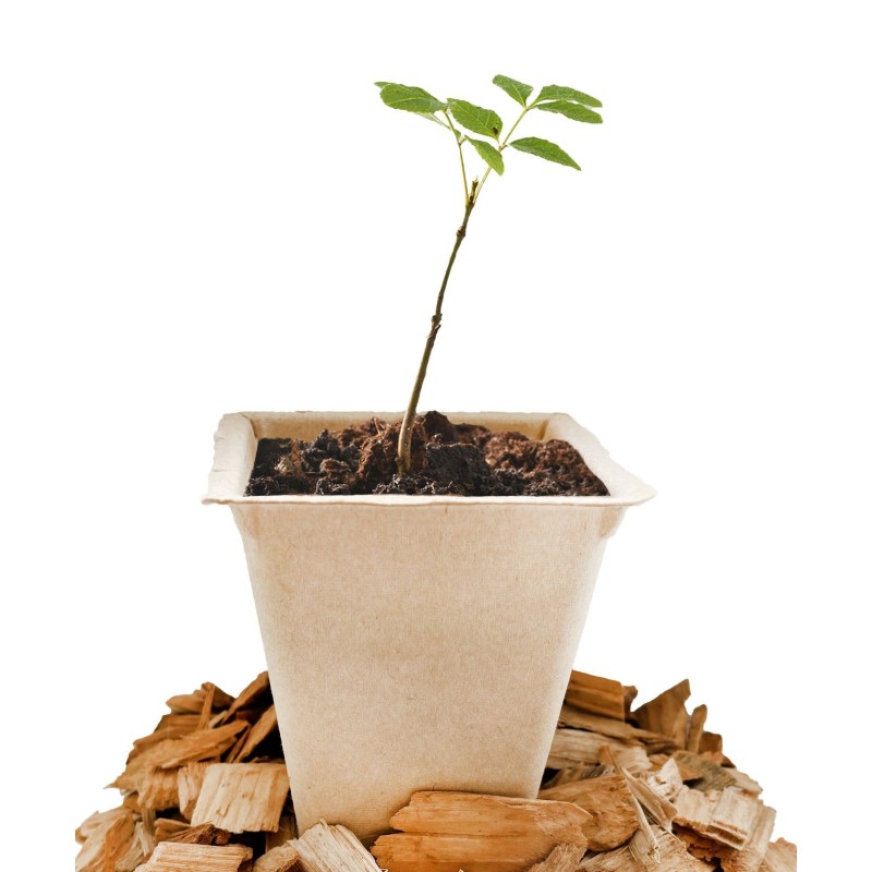 Godets compostables