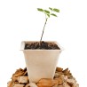 Godets compostables