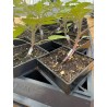 Plaque de transport pour 18 Winstrip XL Pot