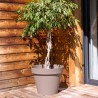 Pot Toscane