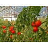 Ficelle compostable de tuteurage en cellulose