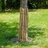 Protection de tronc en bambou