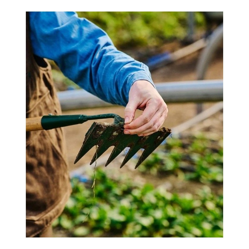 Binette à dents manuelle en acier avec manche bois - Growers
