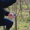 Sécateur Felco 17 - poignée tournante gaucher