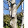 Mastic polyvalent à greffer et cicatriser Polypâte