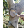 Mastic polyvalent à greffer et cicatriser Polypâte