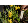 100 étiquettes à piquer compostables
