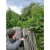 Sécateur électrique sur perche 1,5m