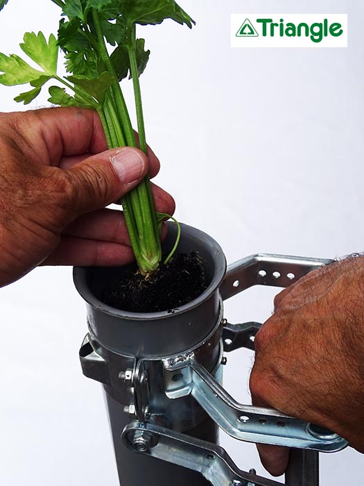 Motte de 65mm dans le plantoir