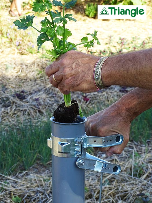 Introduction du jeune plant