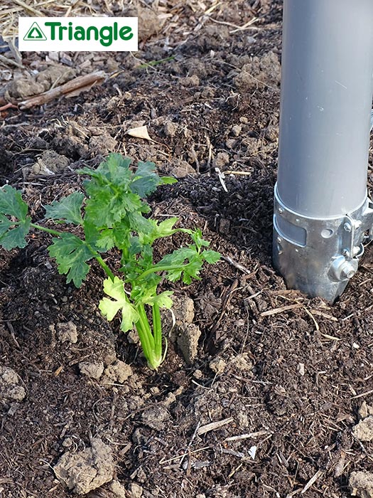 Jeune plant en place