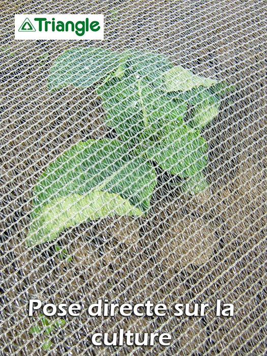 Pose directe sur la culture