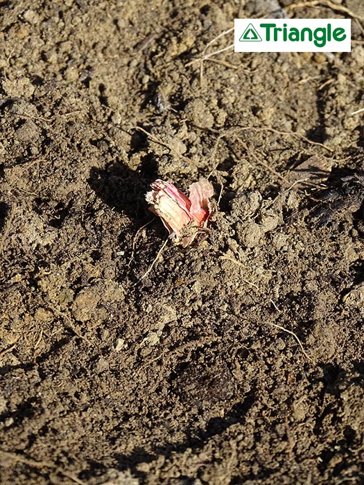 Bulbe d'échalote planté