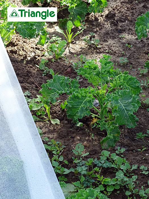 Filet de protection anti-insectes