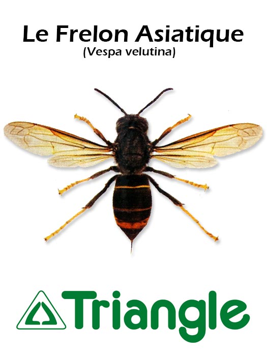 Frelon asiatique adulte