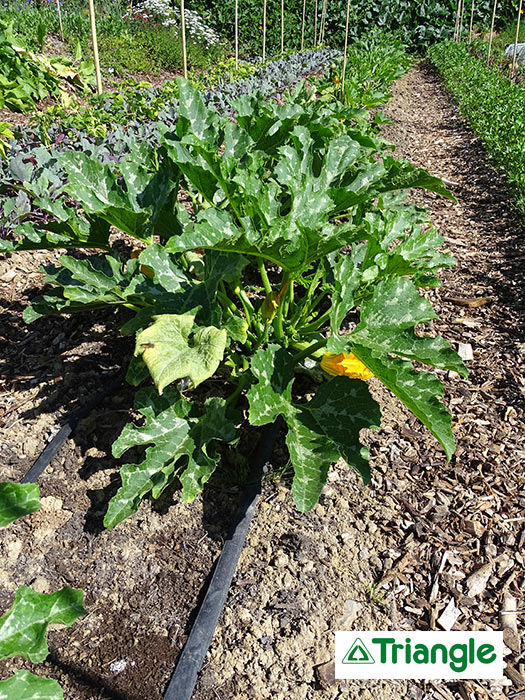 Irrigation localisée sur culture de courges