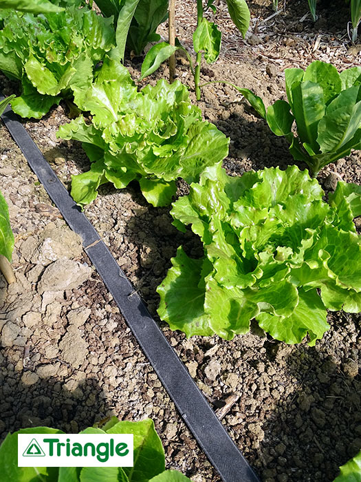 Arrosage ciblé sur planches de laitues