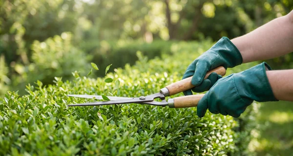 Cisaille à deux mains égalisant le dessus d'une haie de jardin