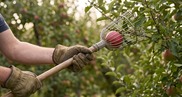 Cueilleur à long manche saisissant une pomme sur la branche