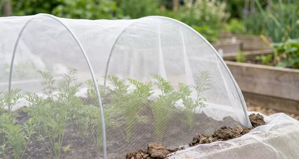 Filet anti-insectes tendu en tunnel sur une planche de cultures