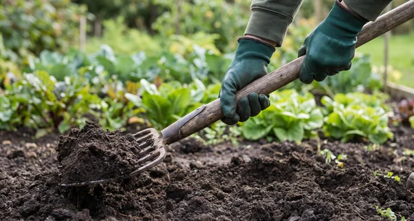 Grelinette aérant le sol d'une planche de culture au potager